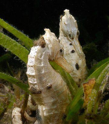 海马生存技能搭配攻略——探索海洋生物之精灵般的奇迹（海马的适应性特点及海洋生存技巧一览）